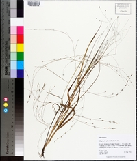 Eragrostis refracta image