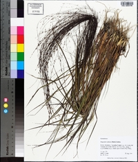 Eragrostis refracta image