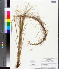 Eragrostis refracta image