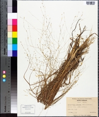 Eragrostis refracta image