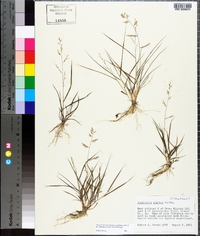 Eragrostis cumingii image