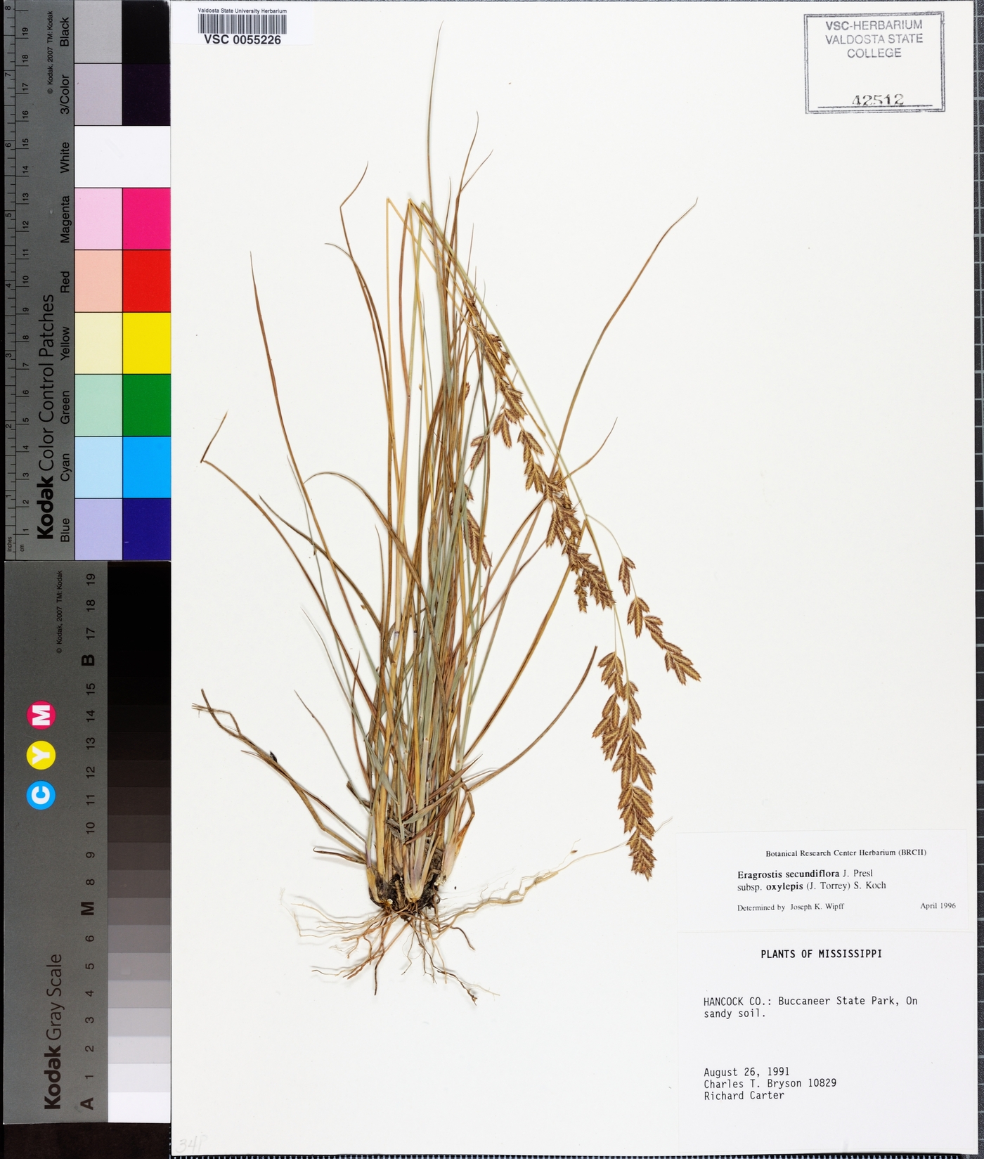 Eragrostis secundiflora subsp. oxylepis image