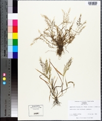 Eragrostis amabilis image