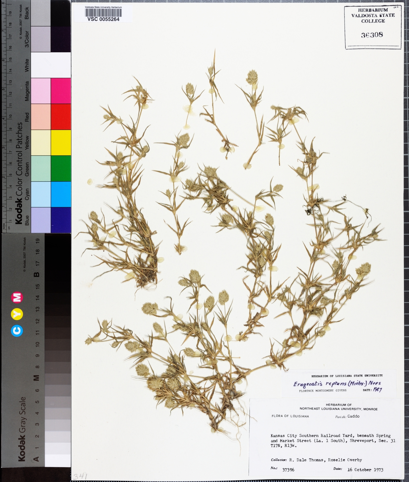 Eragrostis reptans image