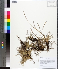 Eremochloa ophiuroides image