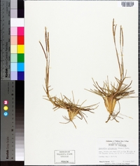 Eremochloa ophiuroides image