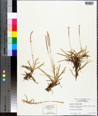 Eremochloa ophiuroides image