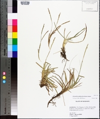 Eremochloa ophiuroides image