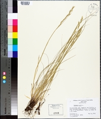 Festuca rubra image