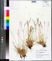 Festuca brachyphylla image