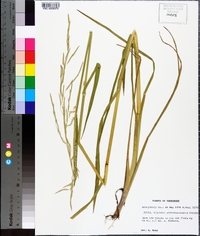 Glyceria septentrionalis image