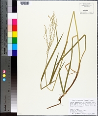 Glyceria canadensis image