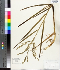 Glyceria canadensis image