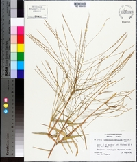Gymnopogon ambiguus image