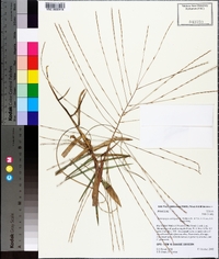 Gymnopogon ambiguus image