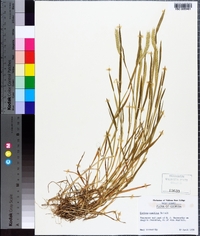 Hordeum pusillum image