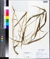 Elymus hystrix image