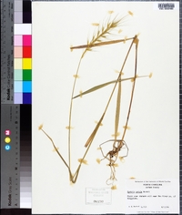 Elymus hystrix image