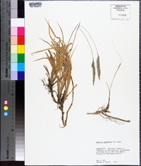 Imperata cylindrica image