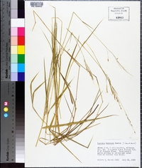 Leersia hexandra image