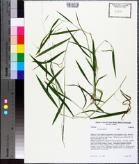 Leersia virginica image