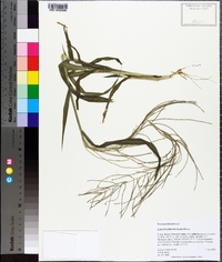 Leptochloa panicea image