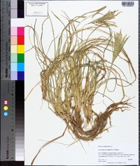 Leptochloa virgata image