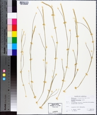 Lycurus phleoides image