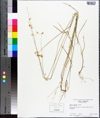 Melica mutica image