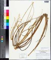 Miscanthus sinensis image