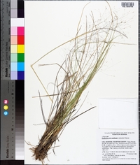 Muhlenbergia capillaris image