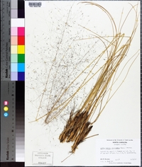 Muhlenbergia capillaris image