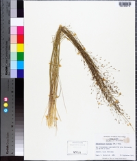 Muhlenbergia expansa image