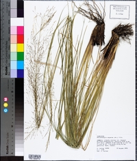 Muhlenbergia expansa image