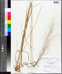 Muhlenbergia expansa image