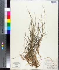 Muhlenbergia schreberi image