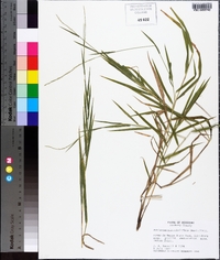 Muhlenbergia sobolifera image