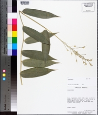 Olyra latifolia image