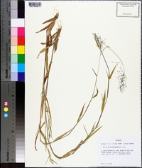 Dichanthelium acuminatum subsp. acuminatum image