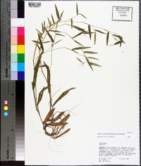 Dichanthelium acuminatum subsp. acuminatum image