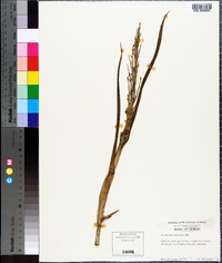 Panicum amarum image