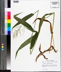 Panicum clandestinum image