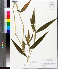 Panicum clandestinum image