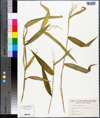 Panicum clandestinum image