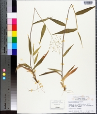 Panicum commutatum image