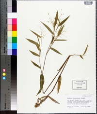 Panicum commutatum image