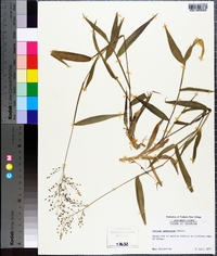 Panicum commutatum image