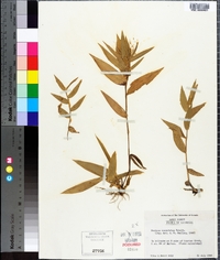 Panicum commutatum image