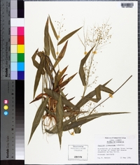 Panicum commutatum image