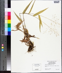 Panicum commutatum image